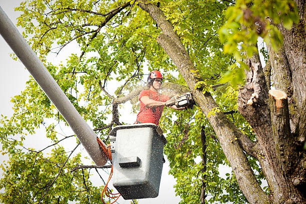 The Steps Involved in Our Tree Care Process in Gordon, GA